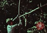 Image of survival techniques Philippines, 1968, second 14 stock footage video 65675072403