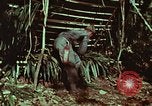 Image of survival techniques Philippines, 1968, second 26 stock footage video 65675072403