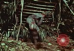 Image of survival techniques Philippines, 1968, second 27 stock footage video 65675072403