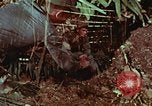 Image of survival techniques Philippines, 1968, second 39 stock footage video 65675072403