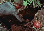 Image of survival techniques Philippines, 1968, second 40 stock footage video 65675072403