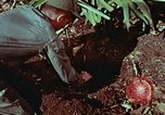 Image of survival techniques Philippines, 1968, second 41 stock footage video 65675072403