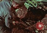 Image of survival techniques Philippines, 1968, second 45 stock footage video 65675072403