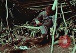 Image of survival techniques Philippines, 1968, second 15 stock footage video 65675072404