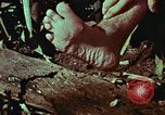 Image of survival techniques Philippines, 1968, second 26 stock footage video 65675072404