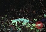 Image of survival techniques Philippines, 1968, second 27 stock footage video 65675072405