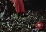 Image of survival techniques Philippines, 1968, second 28 stock footage video 65675072405