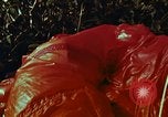 Image of survival techniques Philippines, 1968, second 42 stock footage video 65675072405