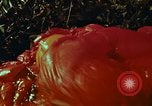 Image of survival techniques Philippines, 1968, second 46 stock footage video 65675072405