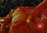 Image of survival techniques Philippines, 1968, second 47 stock footage video 65675072405