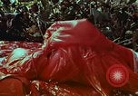 Image of survival techniques Philippines, 1968, second 49 stock footage video 65675072405