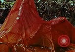 Image of survival techniques Philippines, 1968, second 53 stock footage video 65675072405