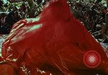 Image of survival techniques Philippines, 1968, second 54 stock footage video 65675072405