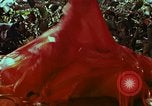Image of survival techniques Philippines, 1968, second 55 stock footage video 65675072405
