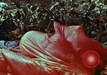 Image of survival techniques Philippines, 1968, second 57 stock footage video 65675072405