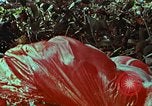Image of survival techniques Philippines, 1968, second 58 stock footage video 65675072405