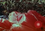 Image of survival techniques Philippines, 1968, second 59 stock footage video 65675072405