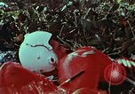 Image of survival techniques Philippines, 1968, second 62 stock footage video 65675072405