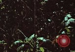 Image of survival techniques Philippines, 1968, second 3 stock footage video 65675072406