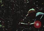 Image of survival techniques Philippines, 1968, second 6 stock footage video 65675072406