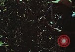 Image of survival techniques Philippines, 1968, second 7 stock footage video 65675072406