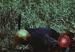 Image of survival techniques Philippines, 1968, second 28 stock footage video 65675072406