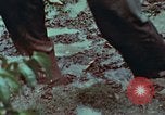 Image of survival techniques Philippines, 1968, second 57 stock footage video 65675072406