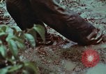 Image of survival techniques Philippines, 1968, second 58 stock footage video 65675072406