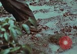 Image of survival techniques Philippines, 1968, second 59 stock footage video 65675072406