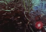 Image of survival techniques Philippines, 1968, second 61 stock footage video 65675072406