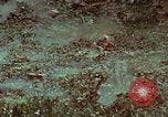 Image of survival techniques Philippines, 1968, second 1 stock footage video 65675072407