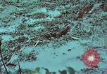 Image of survival techniques Philippines, 1968, second 37 stock footage video 65675072407