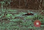 Image of survival techniques Philippines, 1968, second 40 stock footage video 65675072407