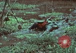 Image of survival techniques Philippines, 1968, second 52 stock footage video 65675072407