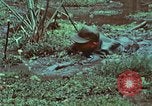 Image of survival techniques Philippines, 1968, second 60 stock footage video 65675072407