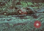 Image of survival techniques Philippines, 1968, second 1 stock footage video 65675072408