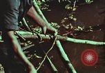 Image of survival techniques Philippines, 1968, second 58 stock footage video 65675072408