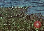 Image of survival techniques Philippines, 1968, second 1 stock footage video 65675072409