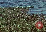 Image of survival techniques Philippines, 1968, second 3 stock footage video 65675072409