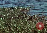 Image of survival techniques Philippines, 1968, second 4 stock footage video 65675072409