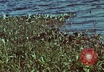 Image of survival techniques Philippines, 1968, second 5 stock footage video 65675072409
