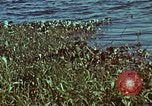 Image of survival techniques Philippines, 1968, second 6 stock footage video 65675072409