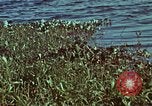 Image of survival techniques Philippines, 1968, second 8 stock footage video 65675072409