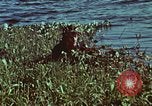 Image of survival techniques Philippines, 1968, second 11 stock footage video 65675072409