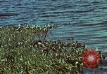 Image of survival techniques Philippines, 1968, second 19 stock footage video 65675072409