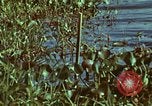 Image of survival techniques Philippines, 1968, second 22 stock footage video 65675072409