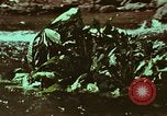 Image of survival techniques Philippines, 1968, second 24 stock footage video 65675072409