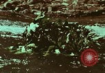 Image of survival techniques Philippines, 1968, second 25 stock footage video 65675072409