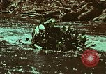 Image of survival techniques Philippines, 1968, second 28 stock footage video 65675072409