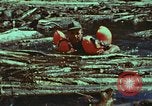 Image of survival techniques Philippines, 1968, second 34 stock footage video 65675072409